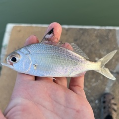 Flagfin Mojarra photo 4