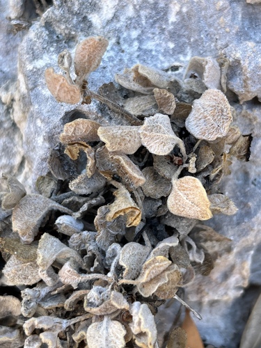 Image of Limestone Capepurse (Centella calcaria) by (c) Charleen Brunke, some rights reserved (CC BY)