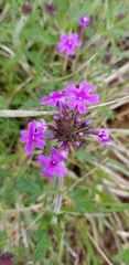 Glandularia canadensis