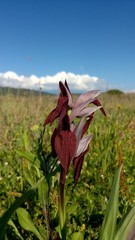Serapias cordigera