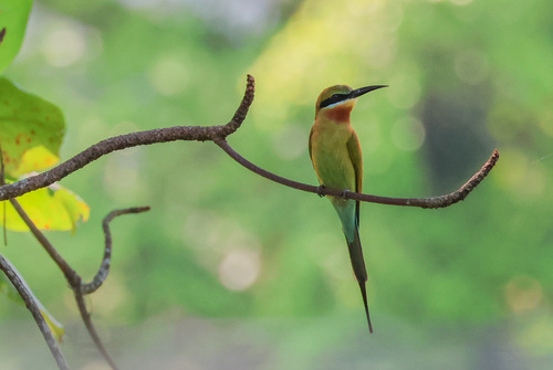Blue-tailed Bee-eater (Merops philippinus), photo 5