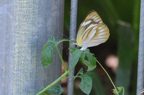 Striped Albatross photo 4