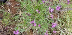 Glandularia canadensis