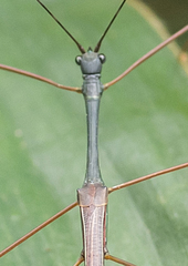 Phasmida