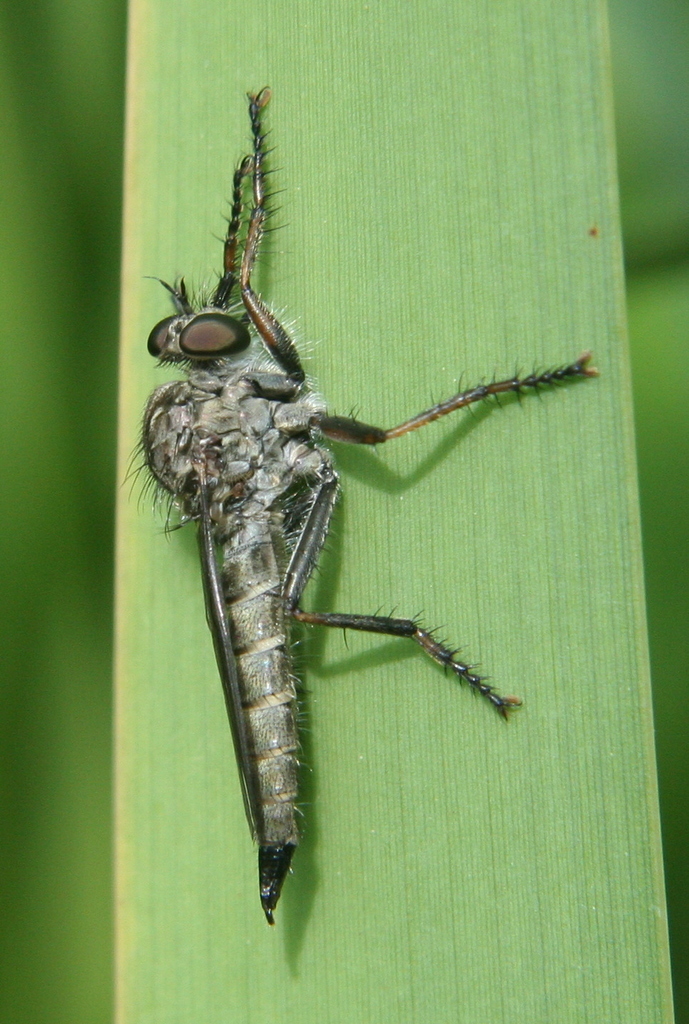 kite-tailed robberfly from 54 Badem, Germany on July 8, 2007 at 11:45 ...