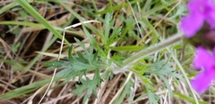 Glandularia canadensis