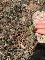 Alyssum desertorum