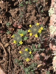 Alyssum desertorum
