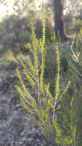 Avistamiento Erica scoparia