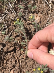 Alyssum desertorum