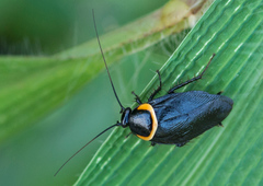 Hemithyrsocera palliata