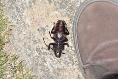 Mallodon chevrolatii