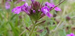 Glandularia canadensis