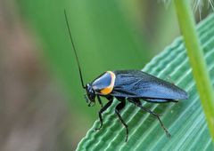 Hemithyrsocera palliata