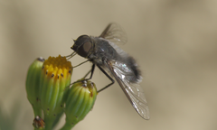 Exechohypopion leucomallum