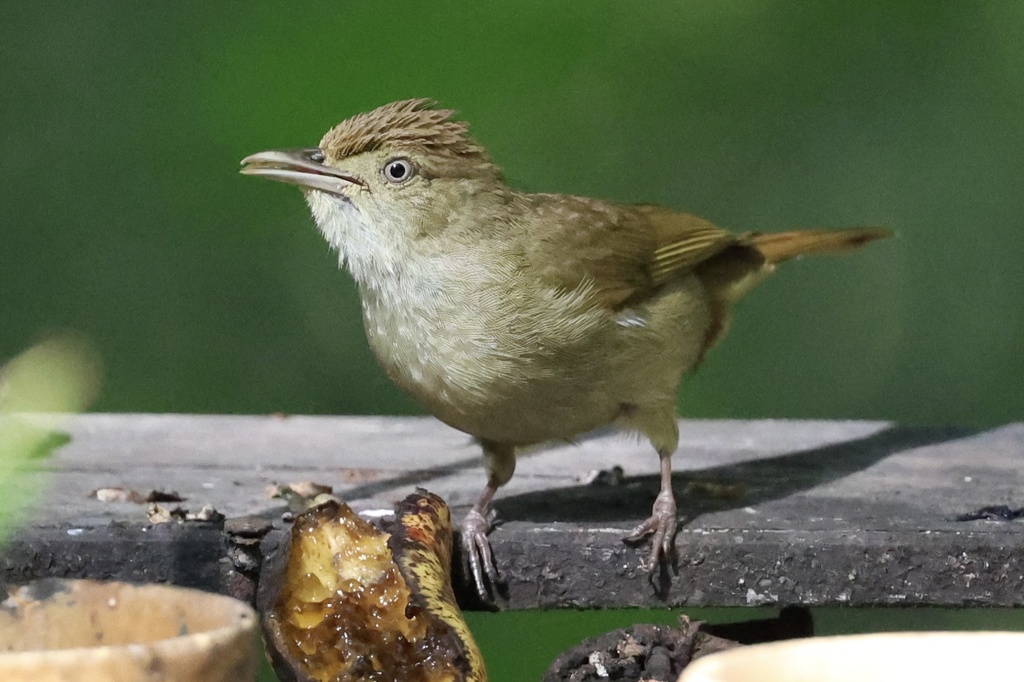 Buff-vented Bulbul (Iole crypta) photo