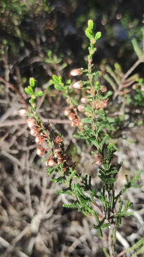 Avistamiento Calluna vulgaris