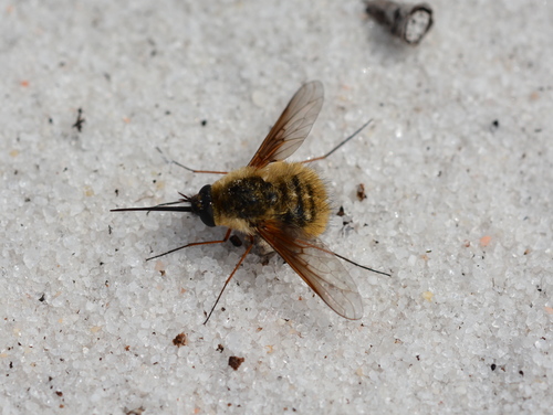 Bombylius mexicanus photo 5