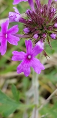 Glandularia canadensis