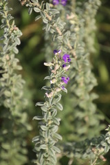 Lotononis lotononoides