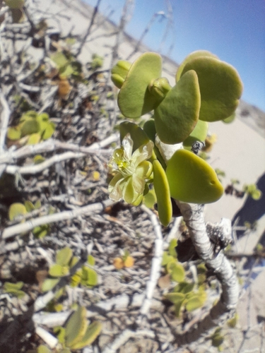 Image of Tetraena stapffii by no rights reserved