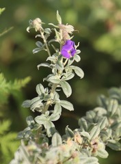 Lotononis lotononoides