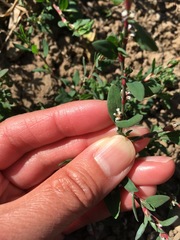 Polygonum arenastrum