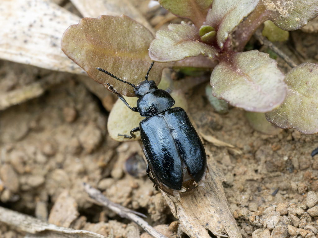 Japanese Green Dock Beetle