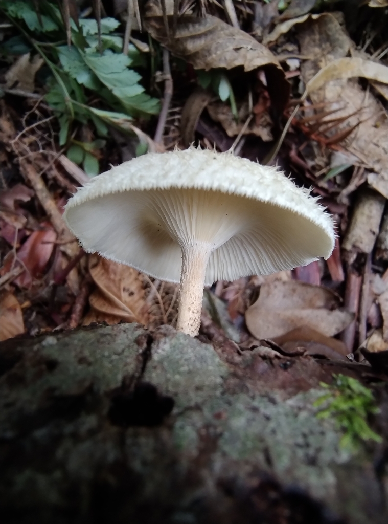 Lentinus crinitus · February 2024 · photo: © lelacappelli (iNaturalist, cc0)