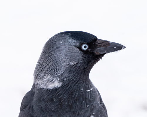Grajilla occidental (Corvus monedula)