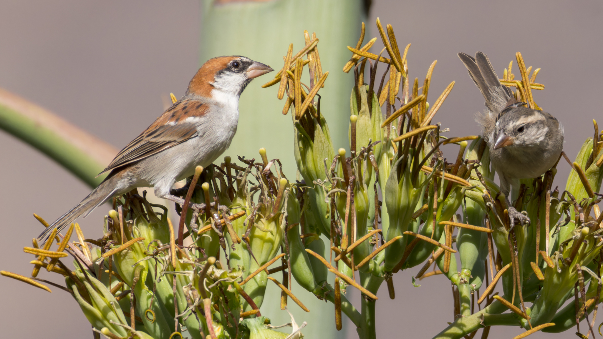 Cape Verde Sparrow (Passer iagoensis)