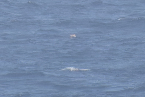 Cape Verde Petrel (Pterodroma feae), photo 8