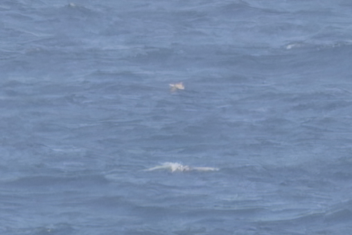 Cape Verde Petrel (Pterodroma feae), photo 6