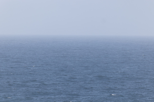 Cape Verde Petrel (Pterodroma feae), photo 4