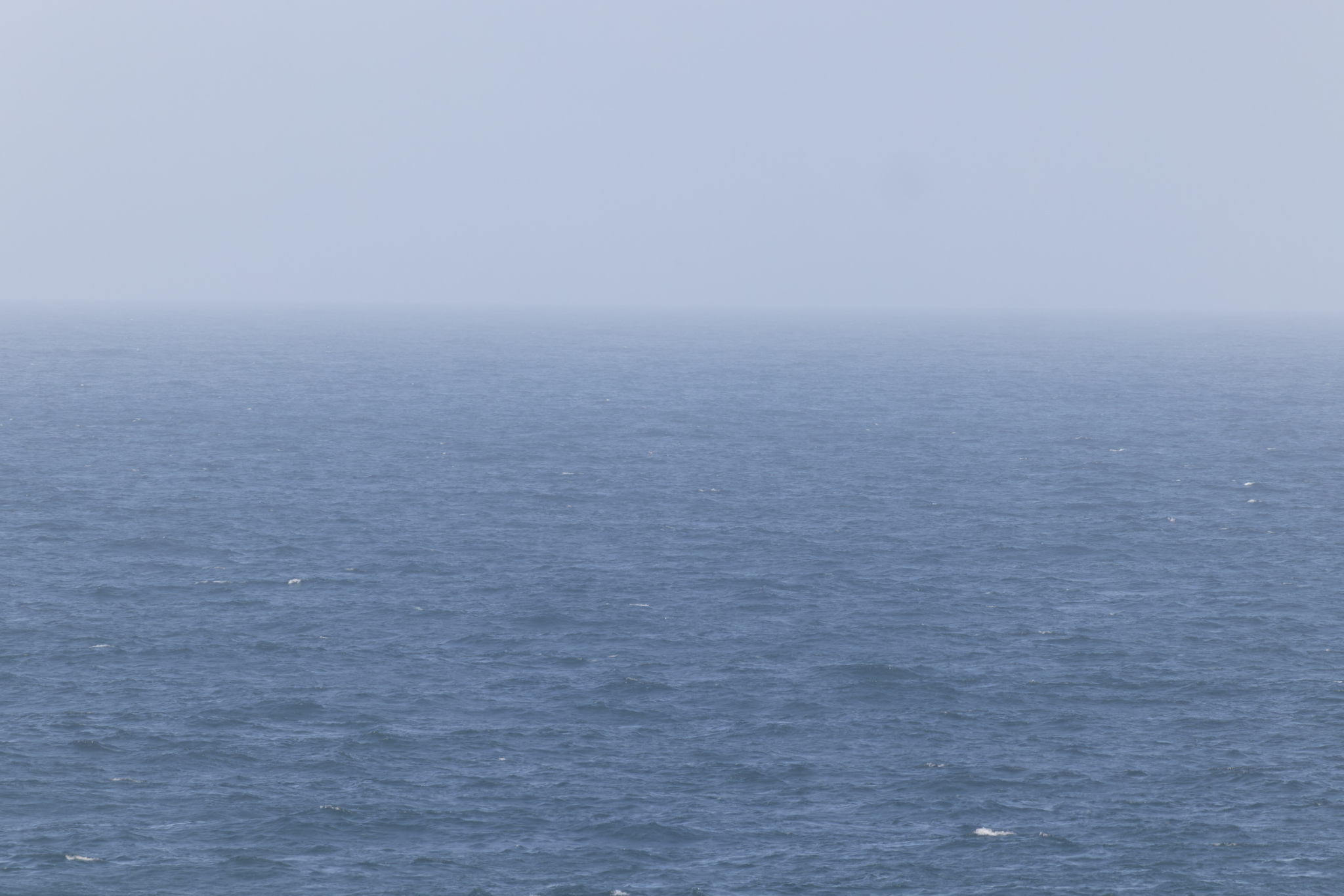 Cape Verde Petrel (Pterodroma feae), photo 5
