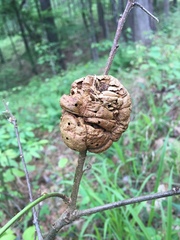 Disholcaspis spongiosa