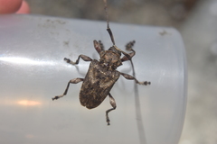 Lagocheirus araneiformis