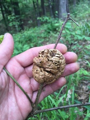 Disholcaspis spongiosa