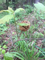 Disholcaspis spongiosa