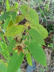 Dicraspidia donnell-smithii