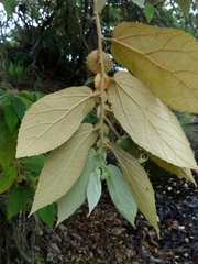 Dicraspidia donnell-smithii