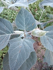 Datura lanosa