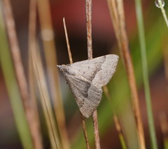 Dichromodes ornata