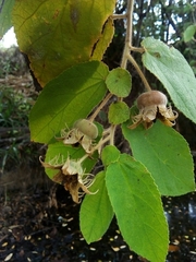 Dicraspidia donnell-smithii