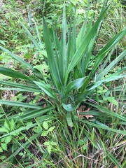 Yucca flaccida