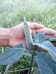 Datura lanosa