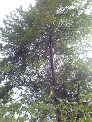 Dicraspidia donnell-smithii