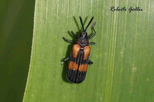 Chalepus picturatus · iNaturalist