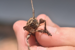 Lagocheirus araneiformis