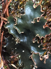 Peltigera malacea